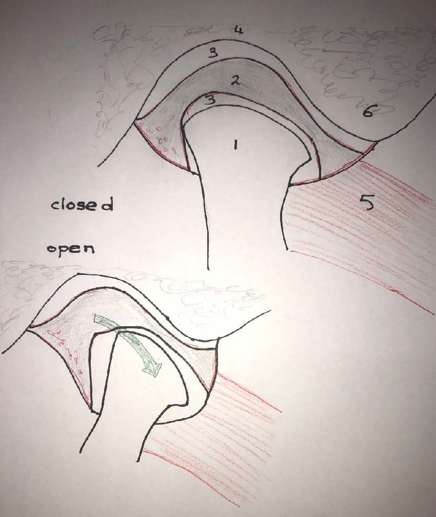 Occlusal Splint Therapy